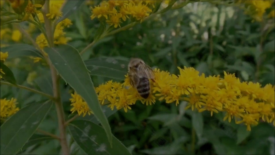蜜蜂花卉采蜜视频