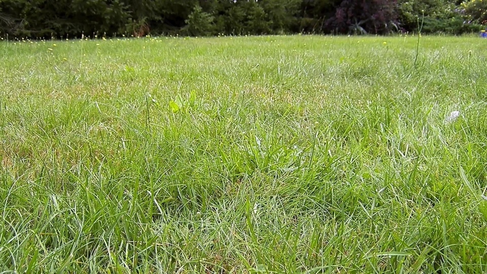 自然草坪视频设计