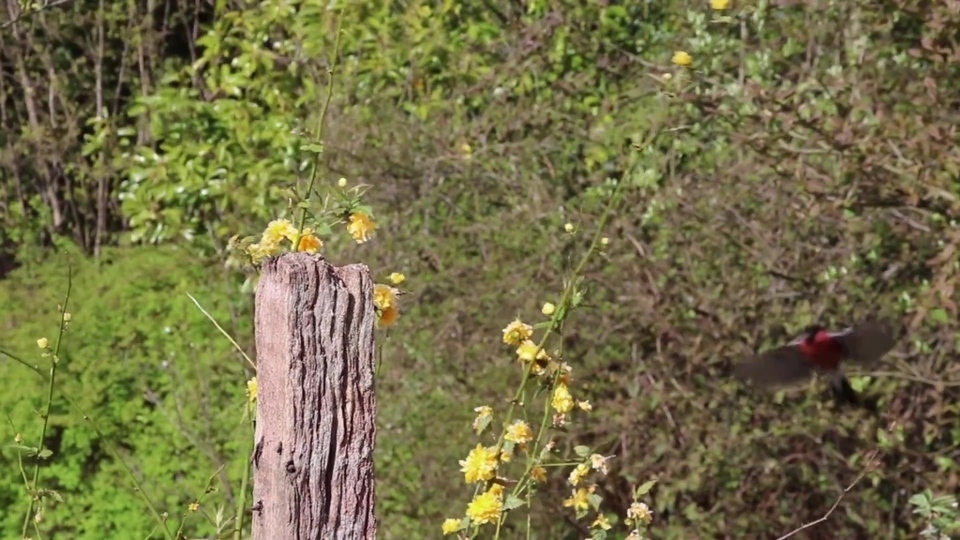 实拍花卉树木视频背景