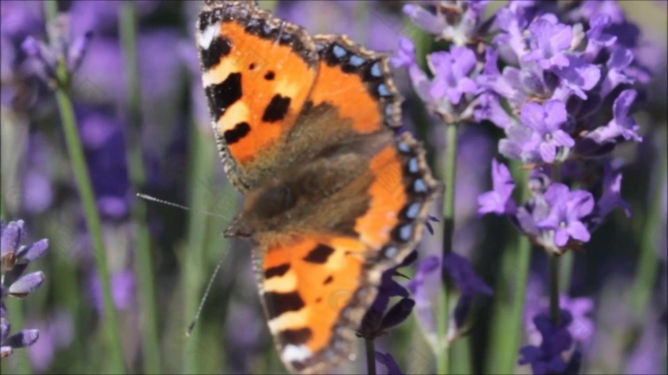 飞行的蝴蝶花朵视频