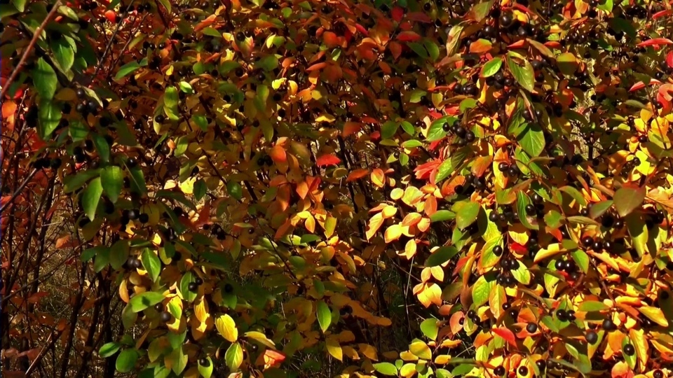 金色树叶视频背景