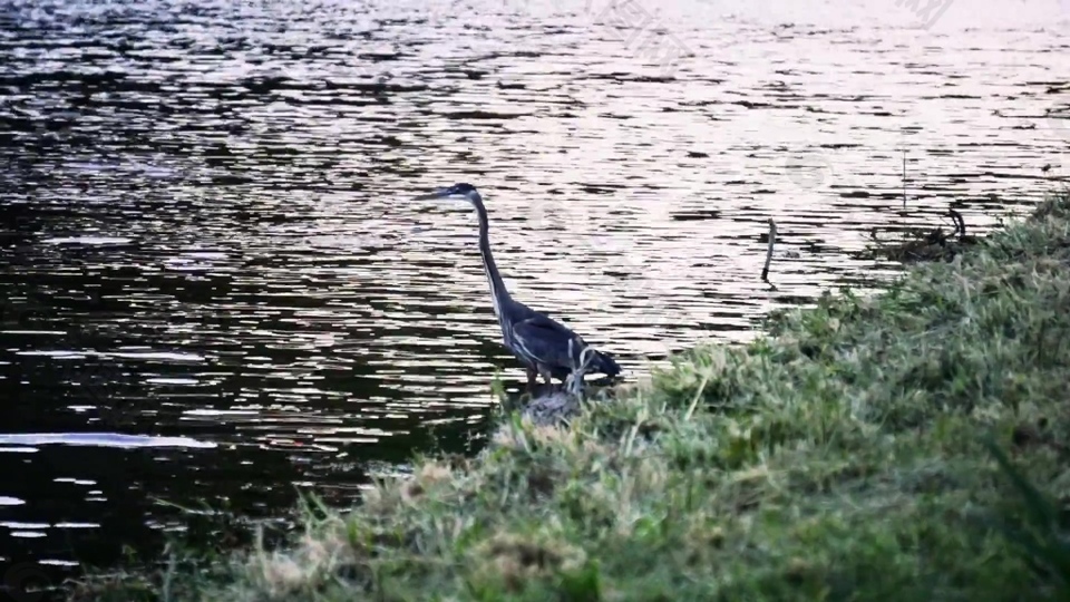 河边动物鸟儿视频