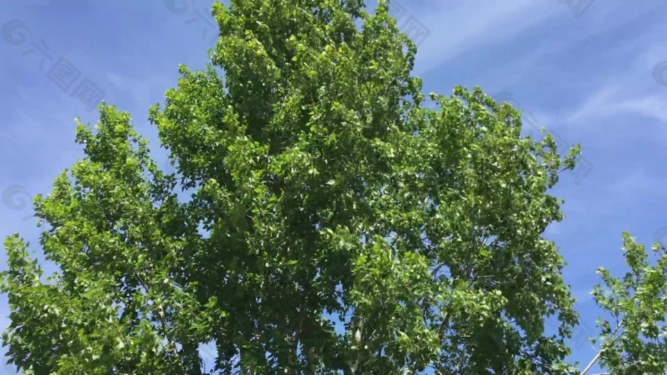 树木天空视频素材