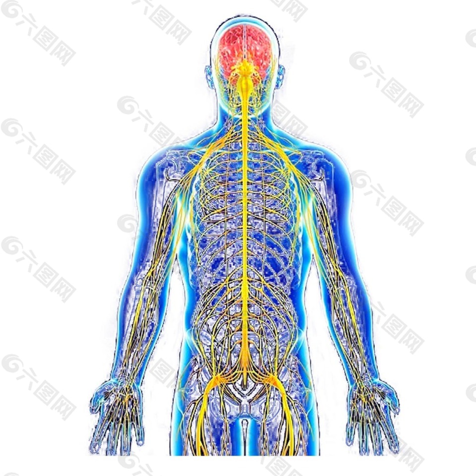 人体脉络示意图png元素