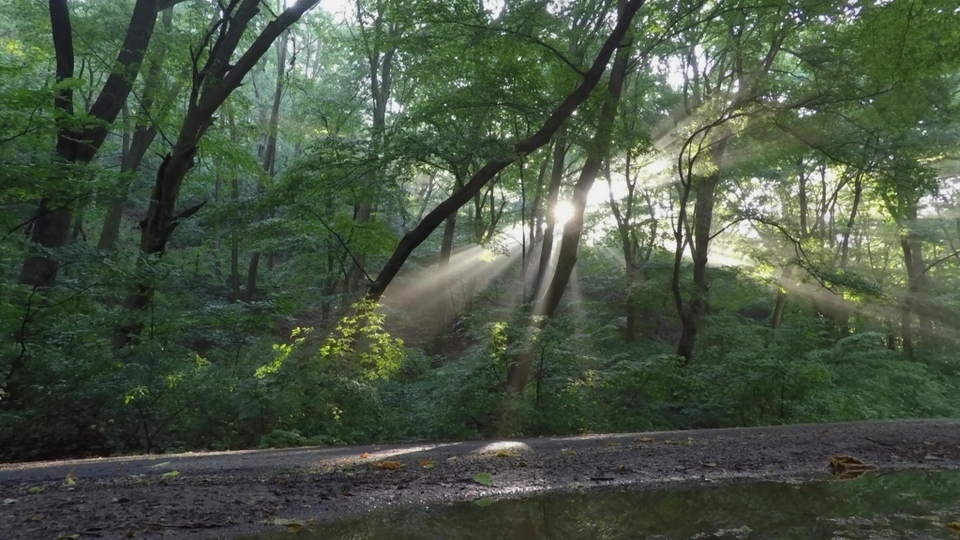 森林阳光光线视频