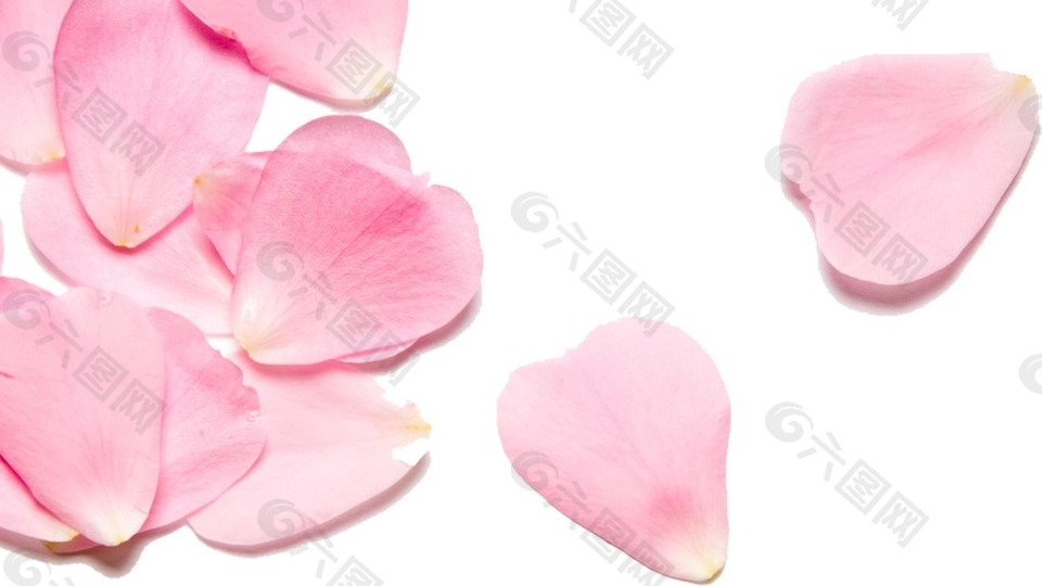手绘粉色花瓣元素