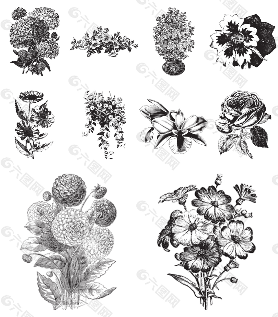 手绘黑白植物插画