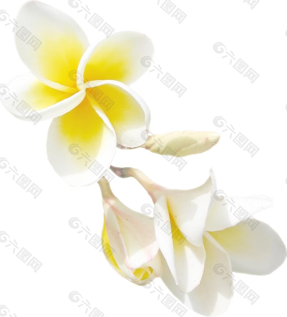 手绘白色花朵元素