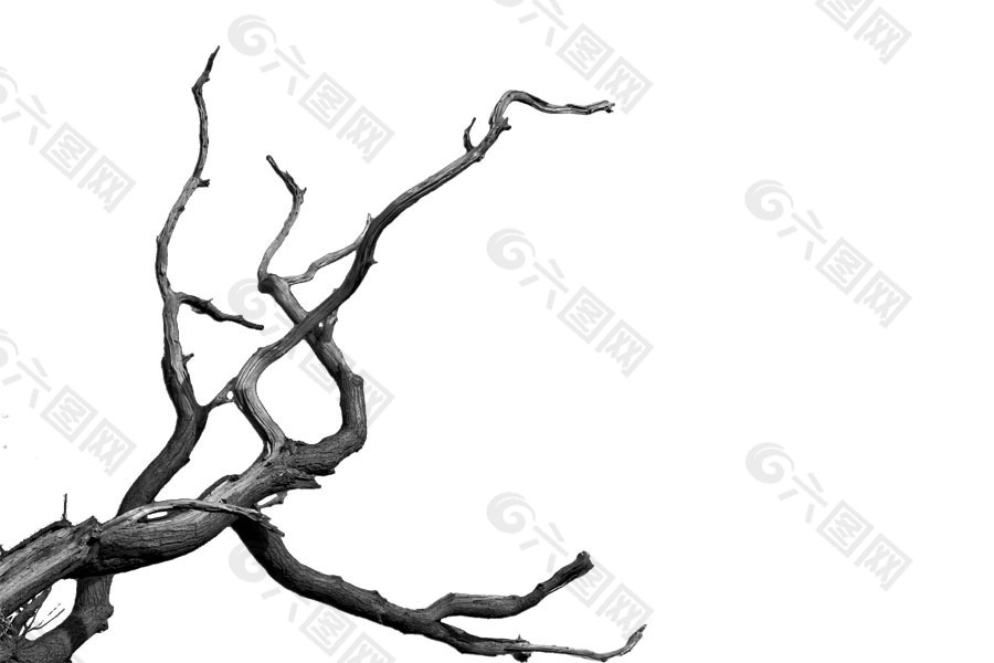 手绘树枝枯枝元素设计元素素材免费下载 图片编号 六图网