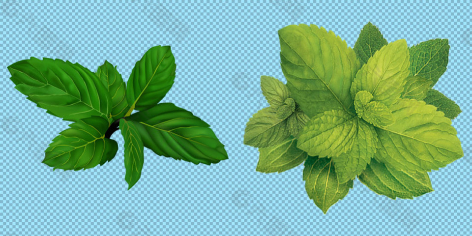 绿色新鲜薄荷叶子免抠png透明图层素材