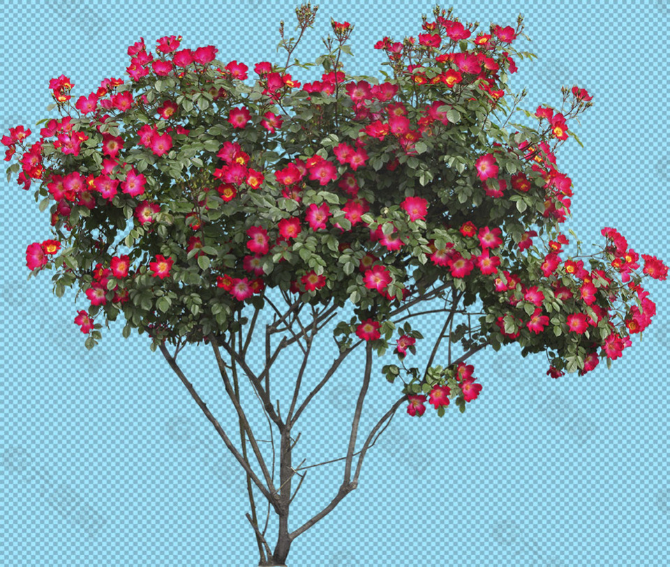 红花灌木免抠png透明图层素材设计元素素材免费下载(图片编号:8801311