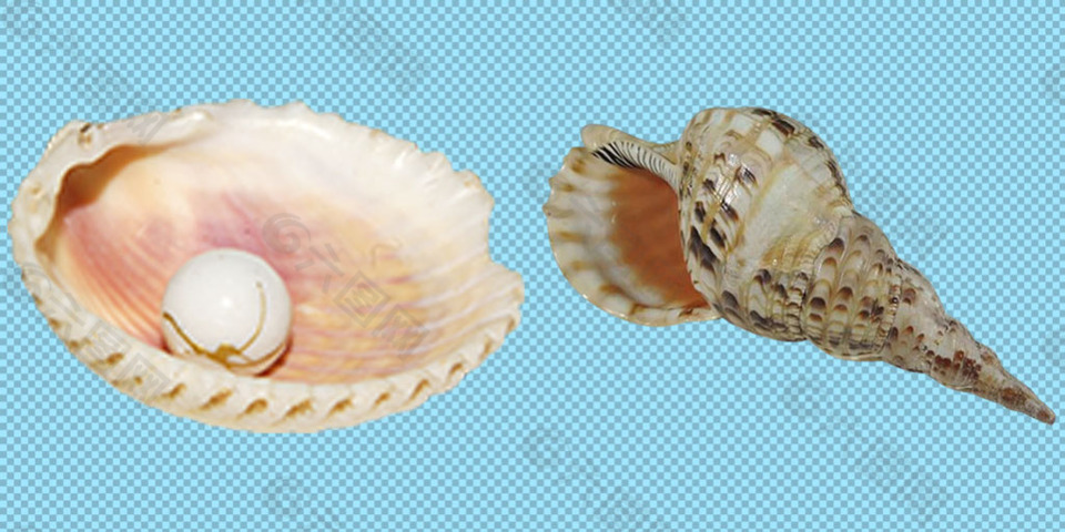海螺壳免抠png透明图层素材