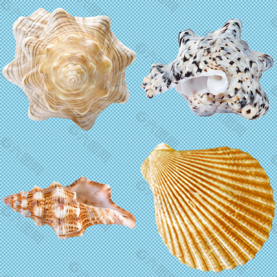 漂亮海螺壳免抠png透明图层素材