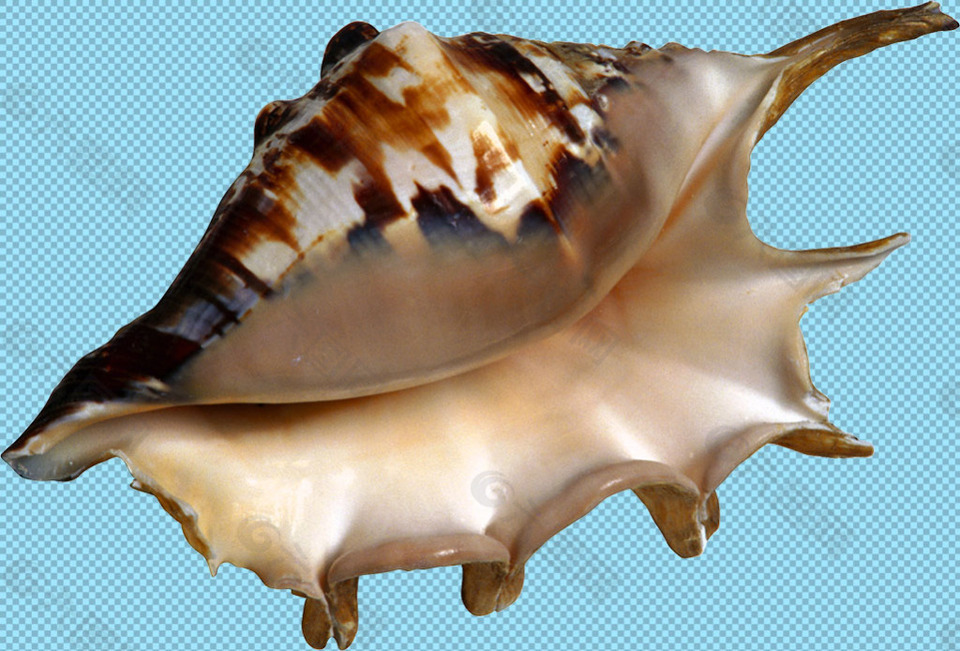 海螺壳免抠png透明图层素材