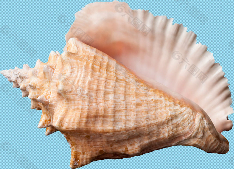 美丽的海螺壳免抠png透明图层素材