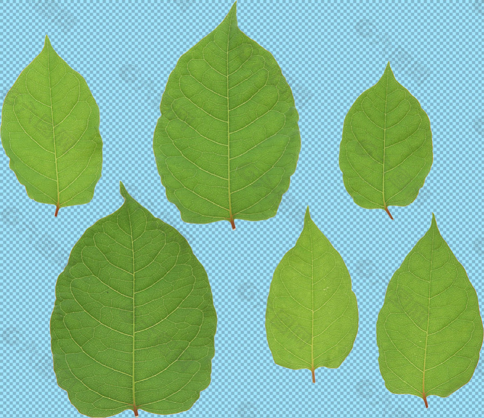 6片绿叶免抠png透明图层素材