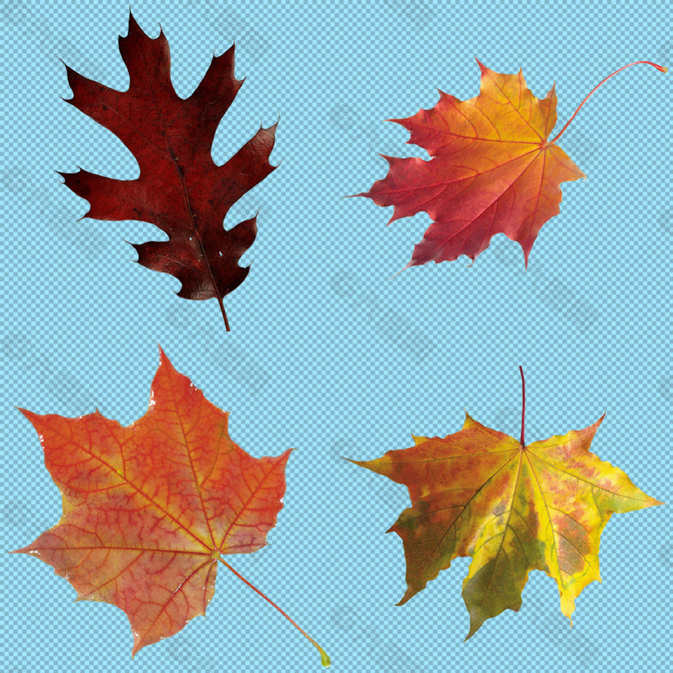 四片秋天树叶免抠png透明图层素材