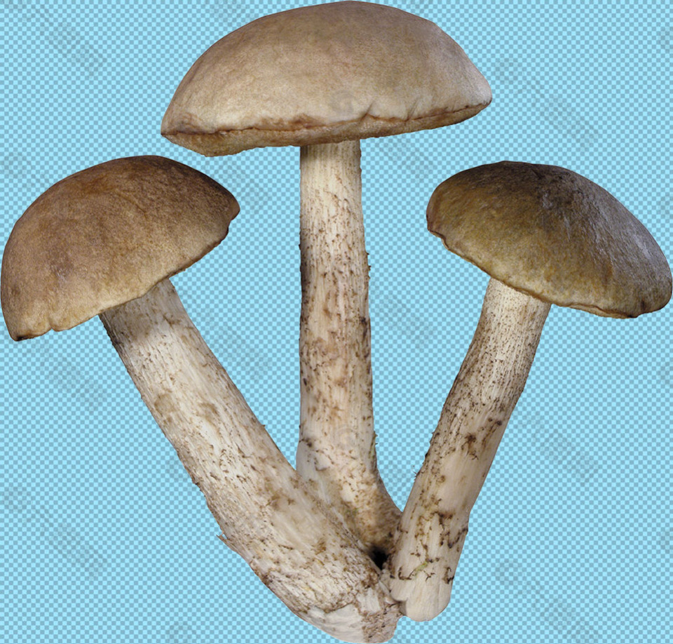 新鲜的蘑菇免抠png透明图层素材