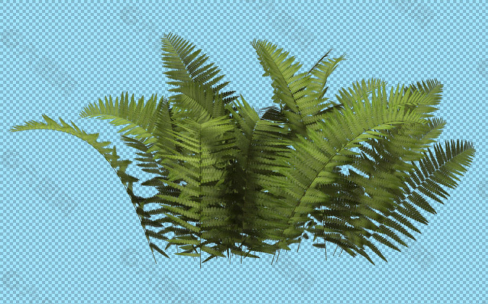 蕨类植物免抠png透明图层素材