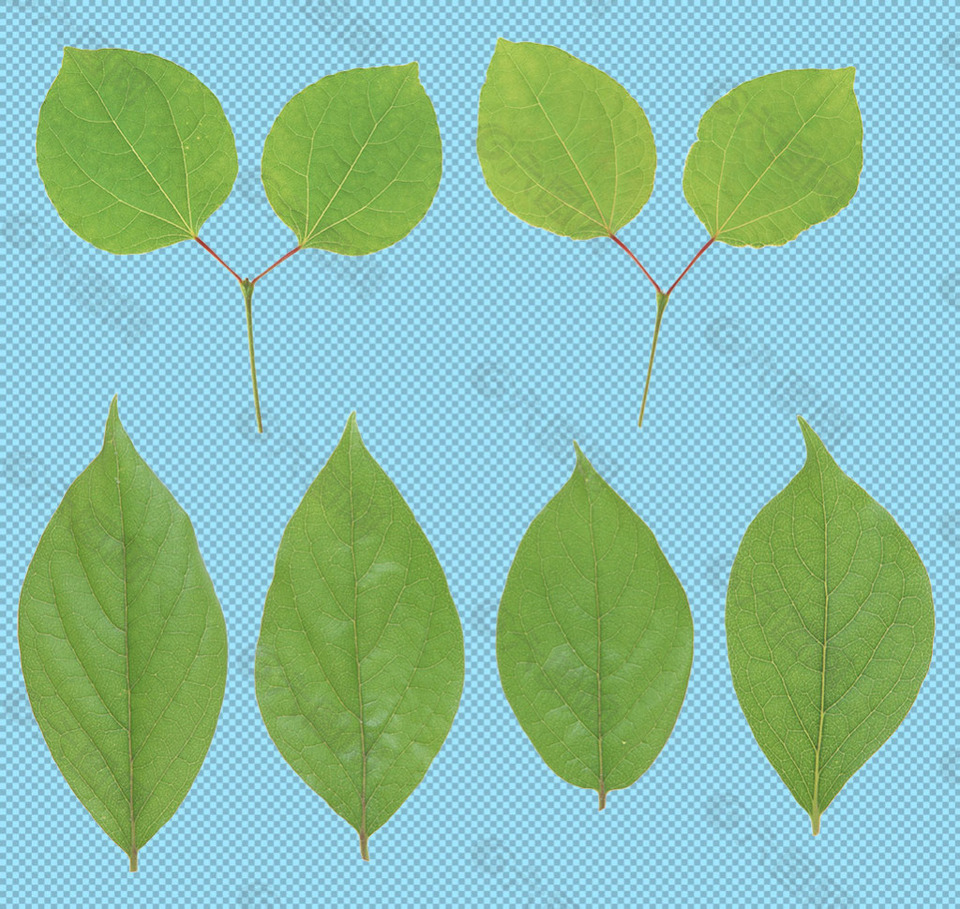 新鲜绿叶免抠png透明图层素材