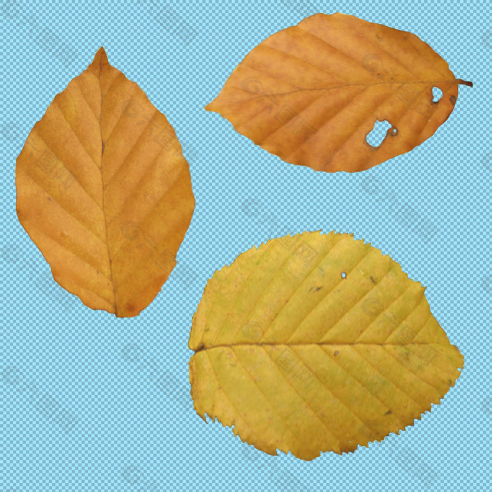 黄色秋天树叶免抠png透明图层素材