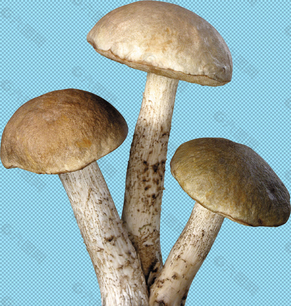 三朵蘑菇免抠png透明图层素材