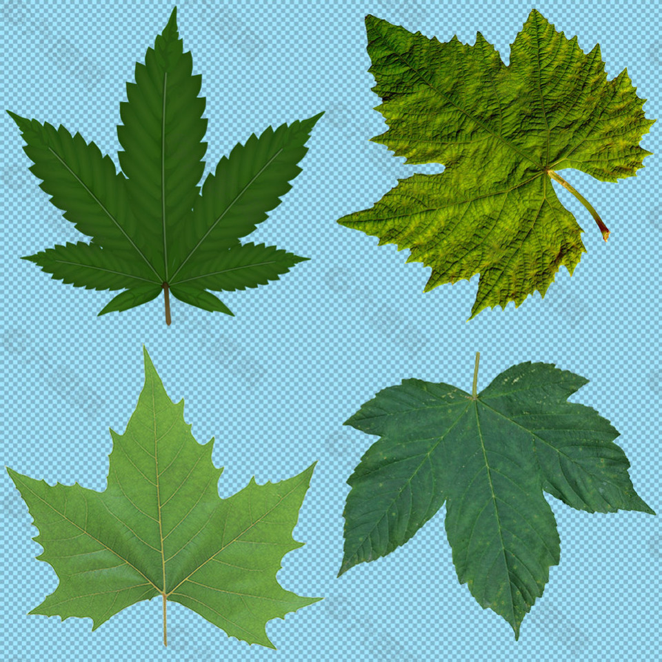 四片树叶绿叶免抠png透明图层素材