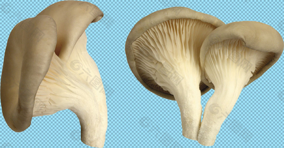 新鲜的香菇蘑菇免抠png透明图层素材