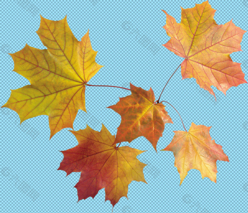 多片红色秋天树叶免抠png透明图层素材
