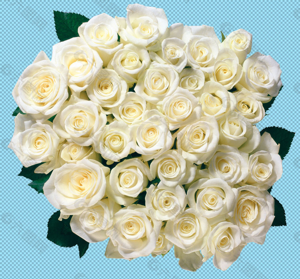 一大束白玫瑰免抠png透明图层素材