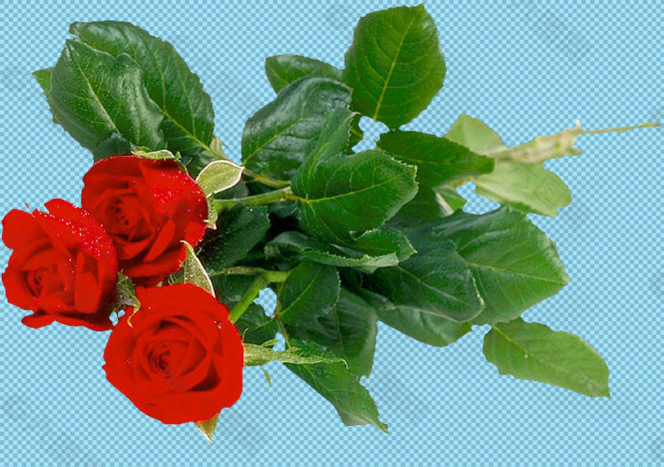带叶子的红玫瑰免抠png透明图层素材