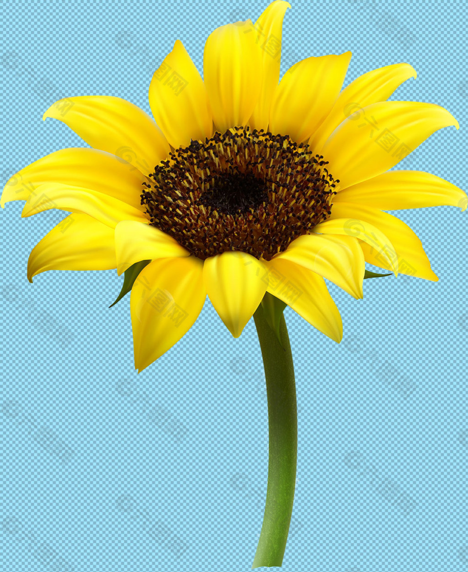 一朵向日葵免抠png透明图层素材