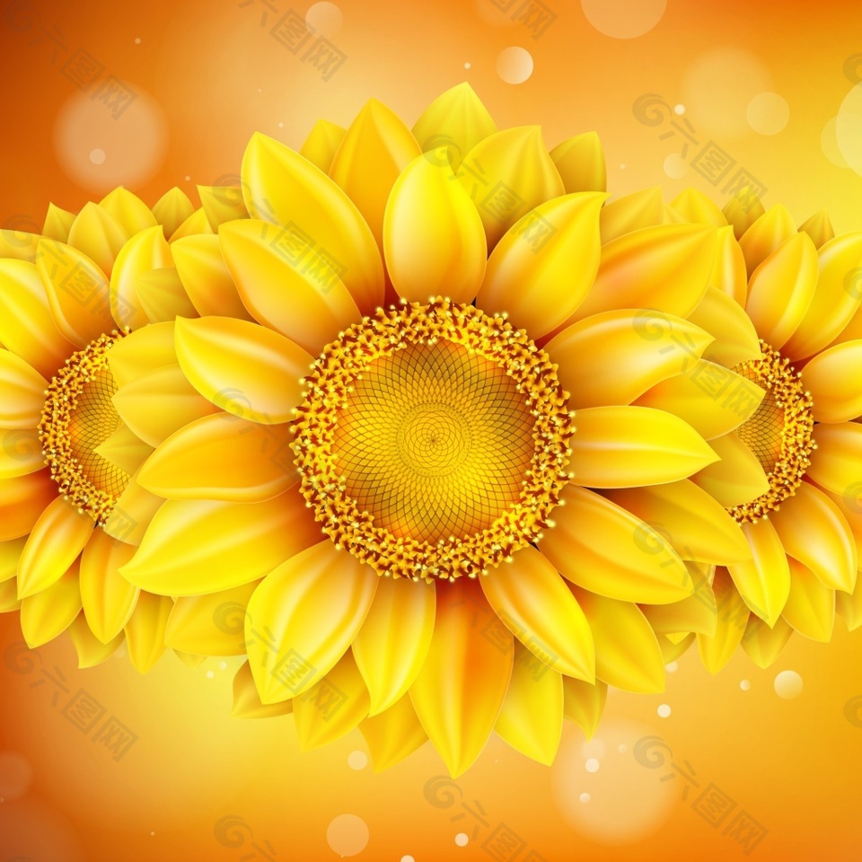 圆形绚丽向日葵花朵金色背景纹理素材