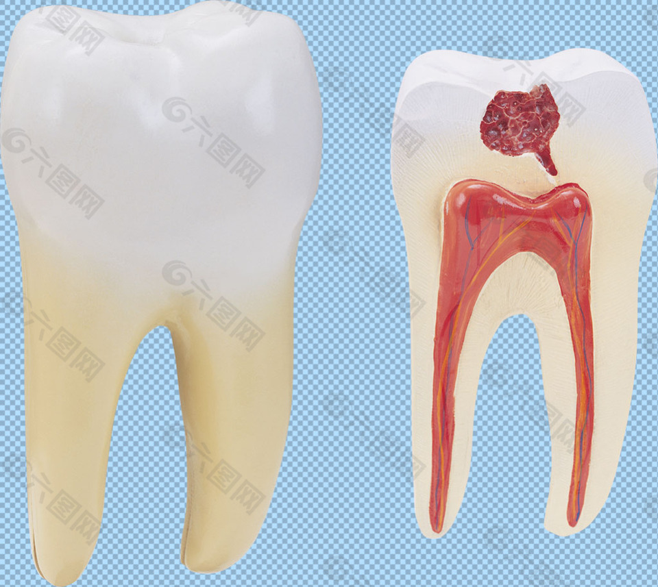两颗牙齿免抠png透明图层素材