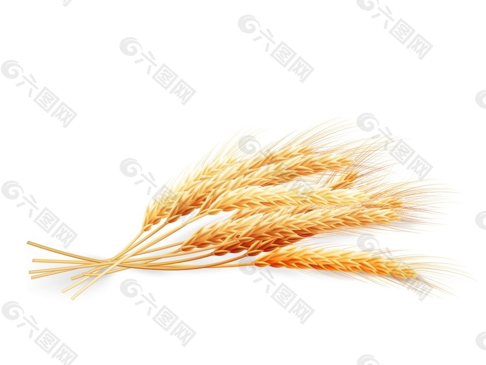 金色小麦相关矢量素材