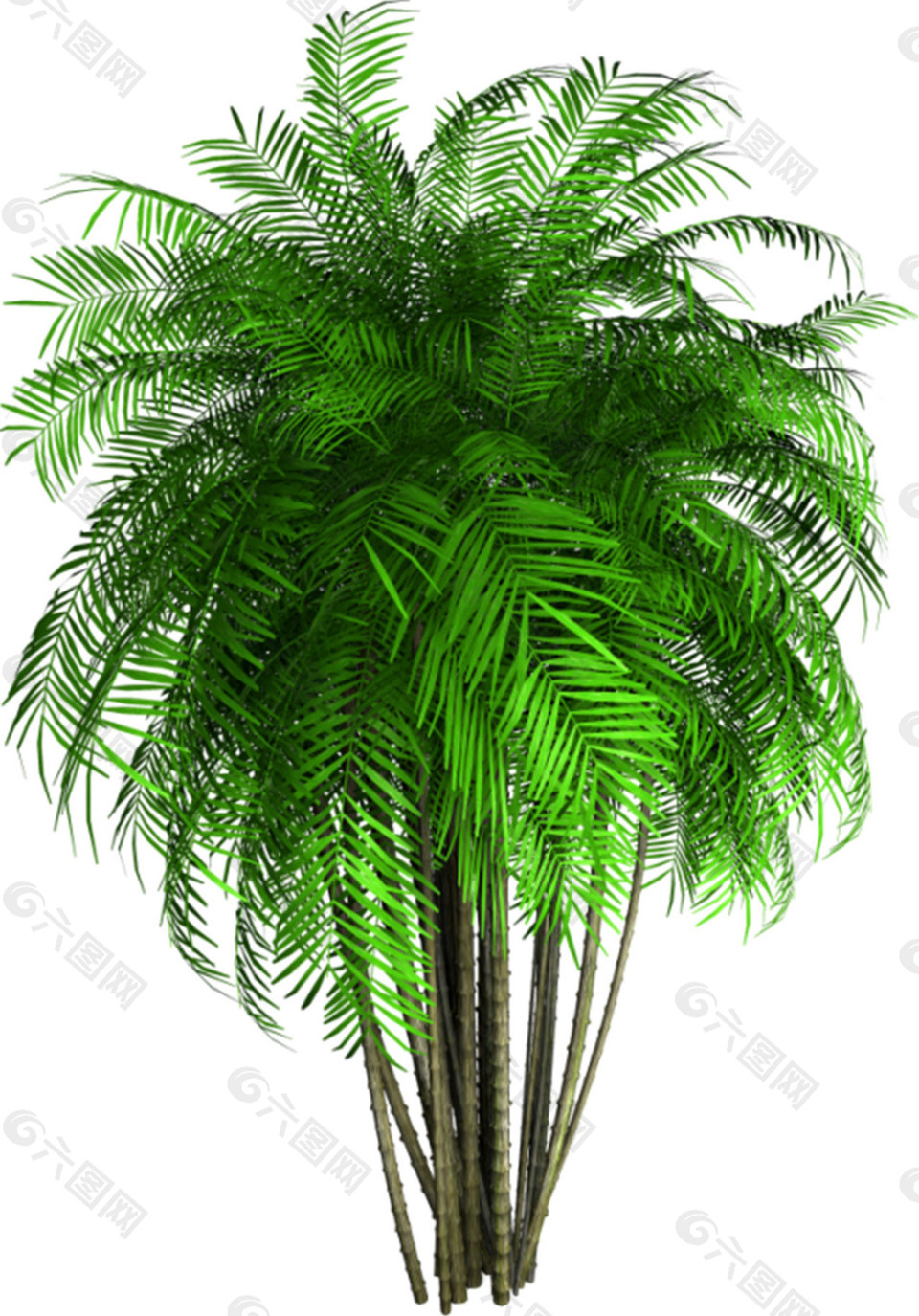 绿色棕榈树实物图