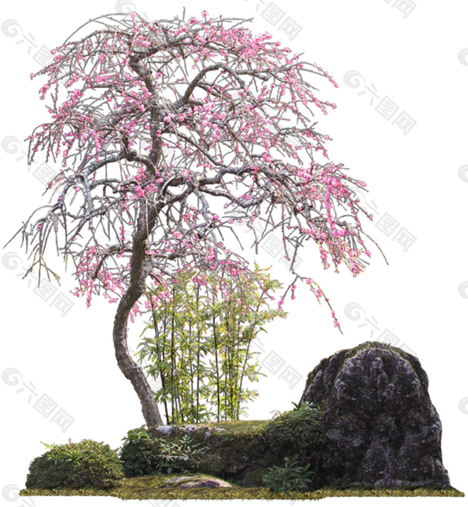 石头上的粉色观赏树实物图