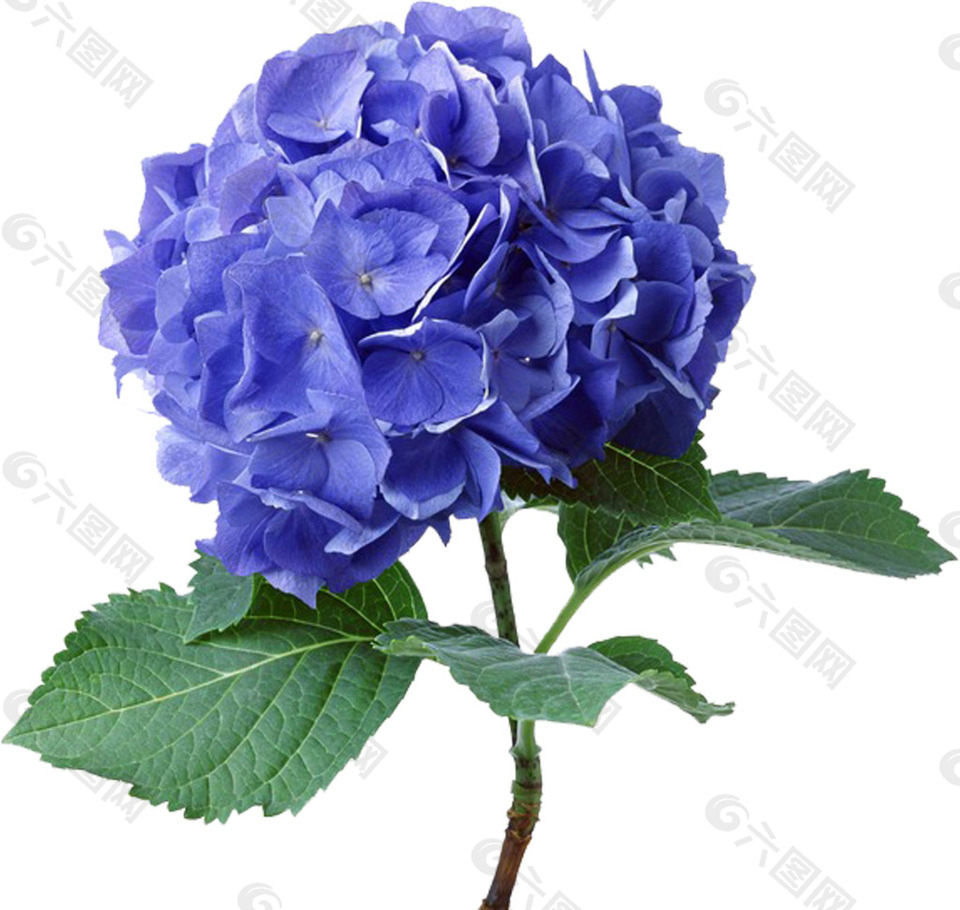 实物蓝色花朵元素