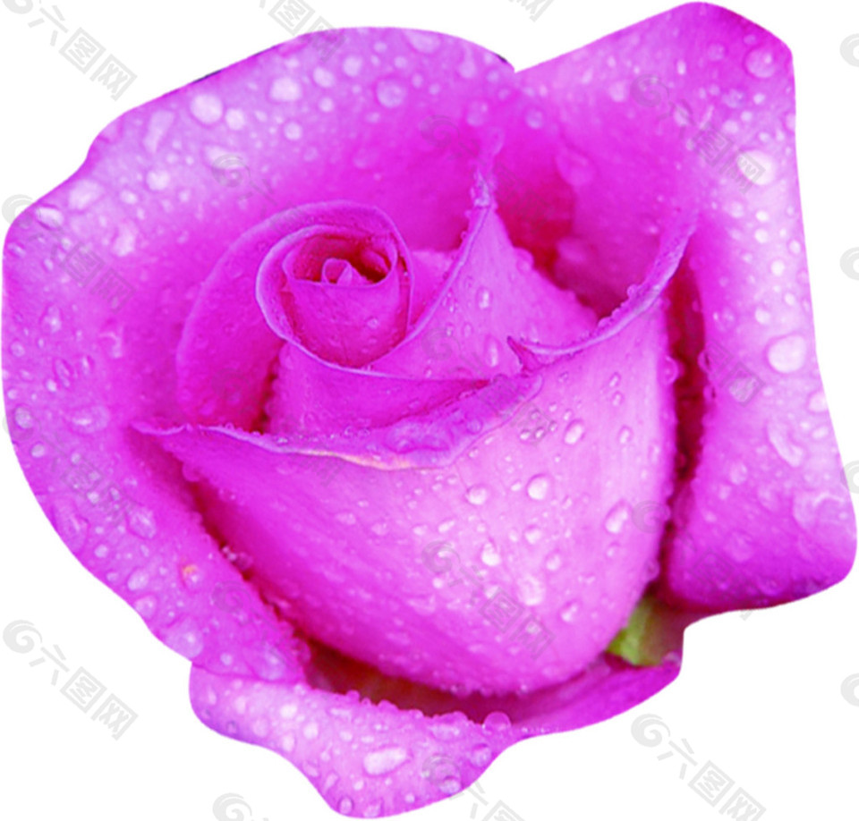 紫色玫瑰花水珠素材图片