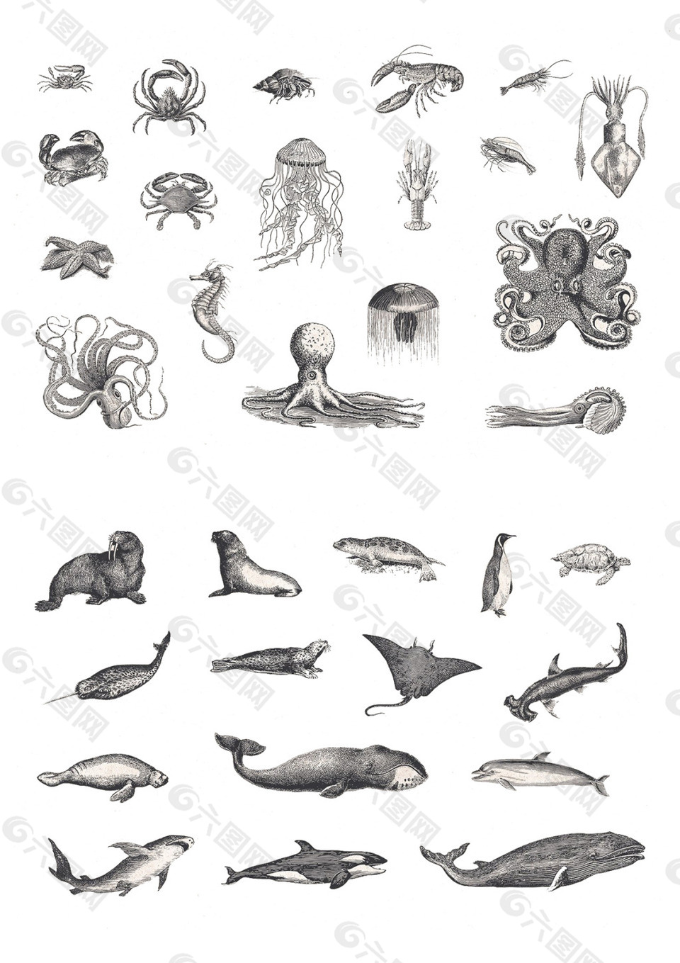 深海生物海洋动物素描