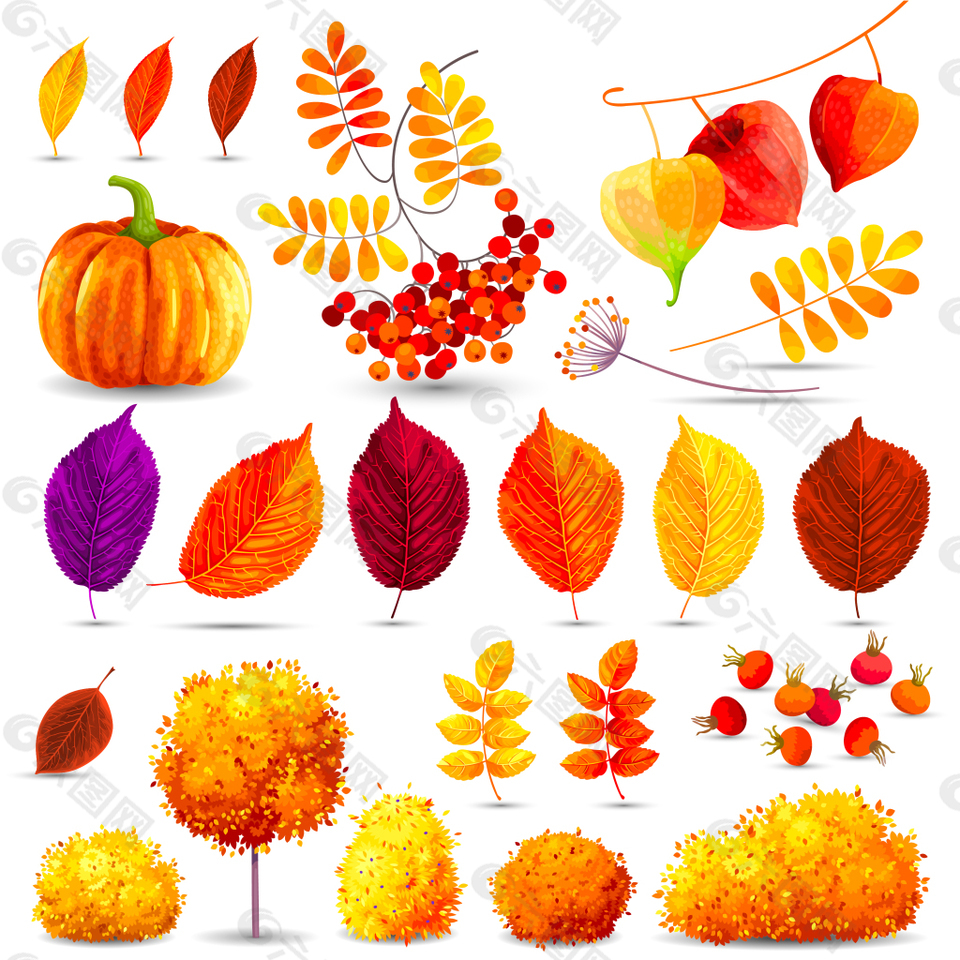 秋天丰收的植物插画