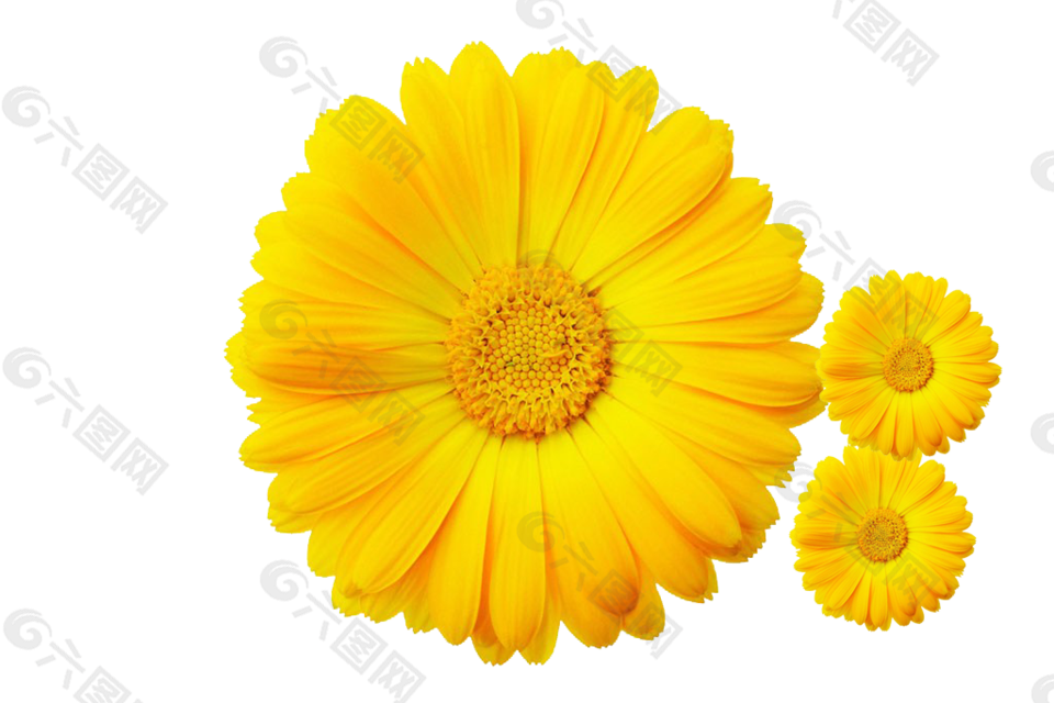 黄色 菊花