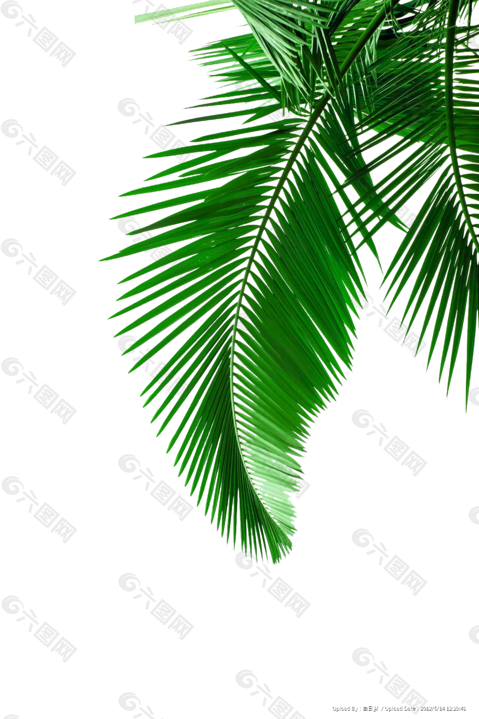 绿色椰子树叶图片素材