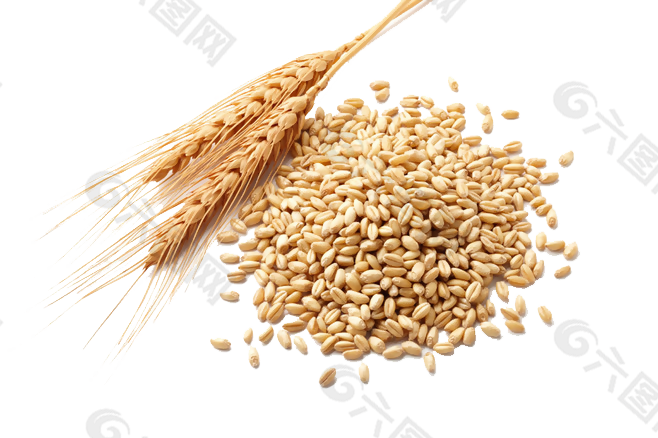 小麦 麦粒