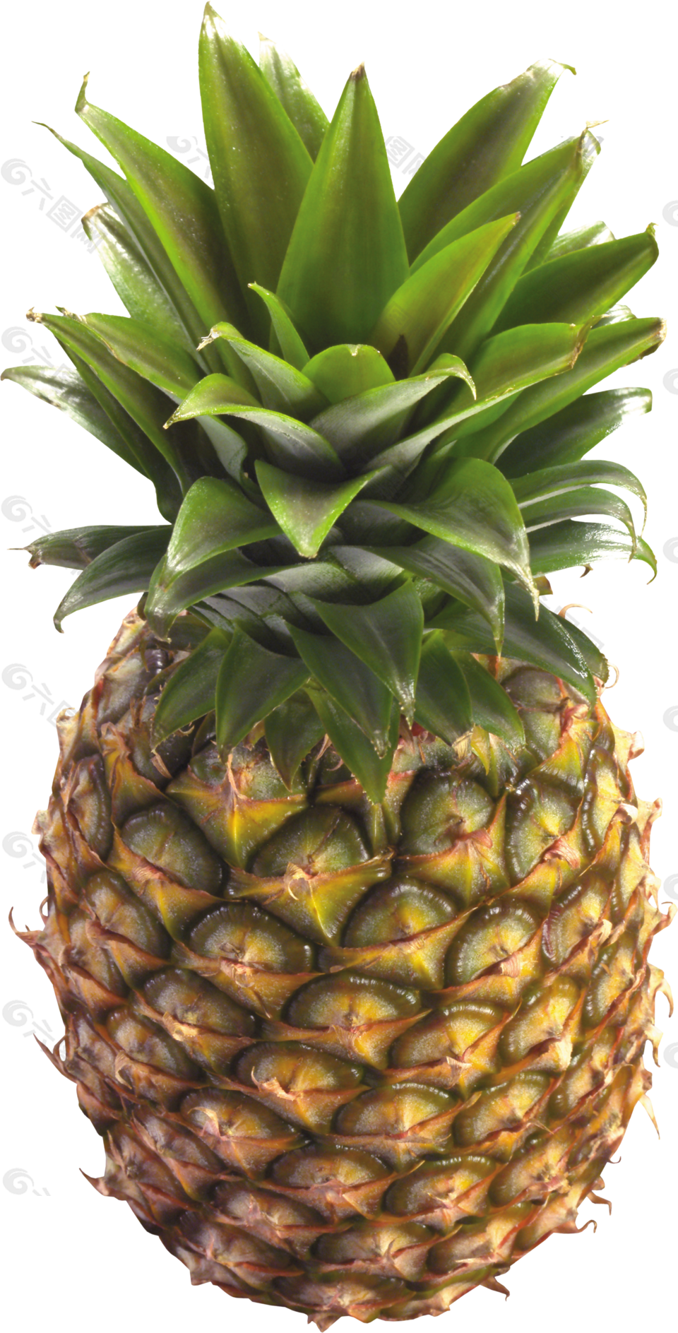 水果 菠萝 png 透明图片 免抠图