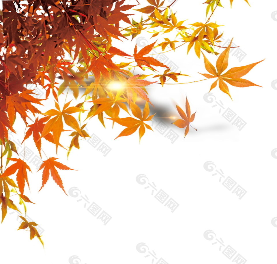 秋季枫叶元素设计