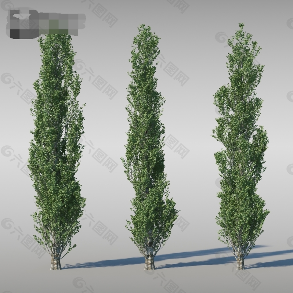盛高松树3d模型