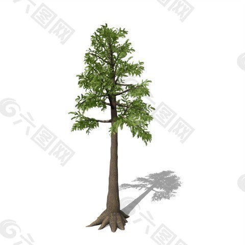 青翠树木3D模型