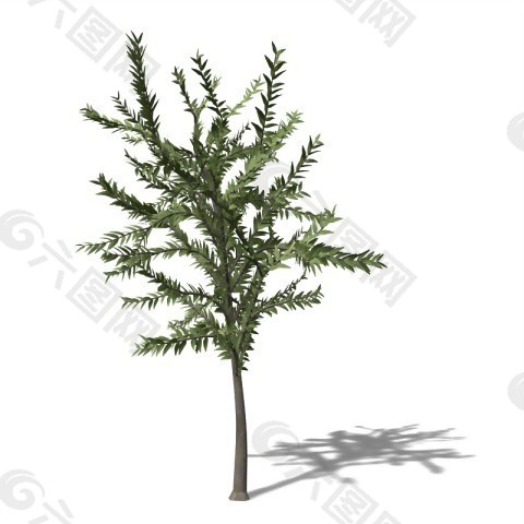 灌木模型3D渲染