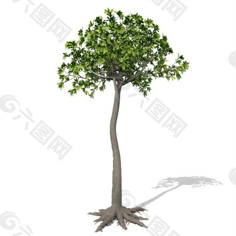 茂密灌木3D模型